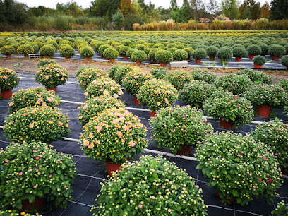 MARC POSTULKA CHRYSANTHEMES