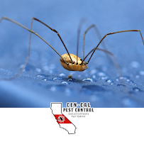 Central California Pest Control - Photo 5 - Car repair in , Visalia