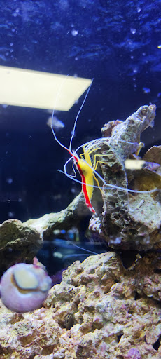 Aquarium Shop «Exotic Aquariums», reviews and photos, 7399 Bird Rd, Miami, FL 33155, USA