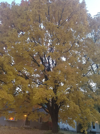 Vaporizer Store «Wildtree Smoke Shop», reviews and photos, 47056 Dequindre Rd, Shelby Charter Township, MI 48317, USA