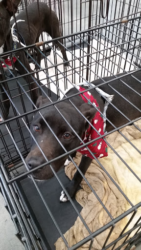 Pet Supply Store «Pet Supplies Plus», reviews and photos, 21703 Village Lakes Shopping Center Dr, Land O Lakes, FL 34639, USA