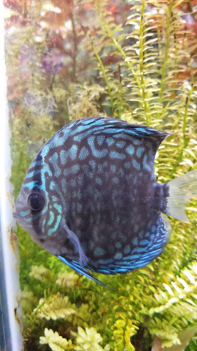 Pet Supply Store «Petco Animal Supplies», reviews and photos, 450 N Rte 17, Paramus, NJ 07652, USA