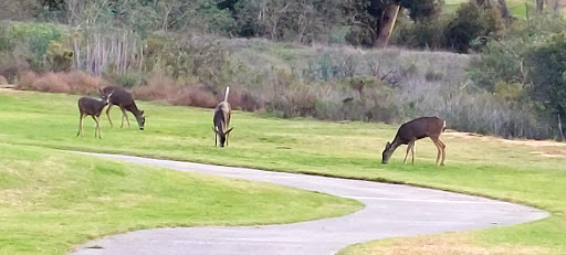 Golf Course «Admiral Baker Golf Course», reviews and photos, 2400 Admiral Baker Rd #3604, San Diego, CA 92124, USA
