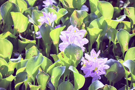 Nature Preserve «Lake Apopka Wildlife Drive», reviews and photos, 2803 Lust Rd, Apopka, FL 32703, USA