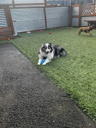 Pet Supply Store «Cycle Dog - Earth Friendly Pet Company», reviews and photos, 2215 NW Quimby St, Portland, OR 97210, USA