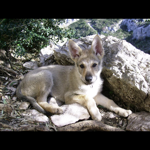 Dog in Marseille (Groupement Cynophile Marseillais)