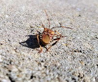 Brent's Spectrum Pest Control Eco-Tech LLC - Photo 5 - Car repair in Kenosha, WI, Round Lake Beach