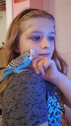 Pet Supply Store «Pet Supermarket», reviews and photos, 1125 Royal Palm Beach Blvd, Royal Palm Beach, FL 33411, USA