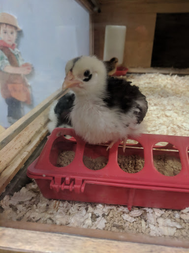 Non-Profit Organization «Pretend City Childrens Museum», reviews and photos