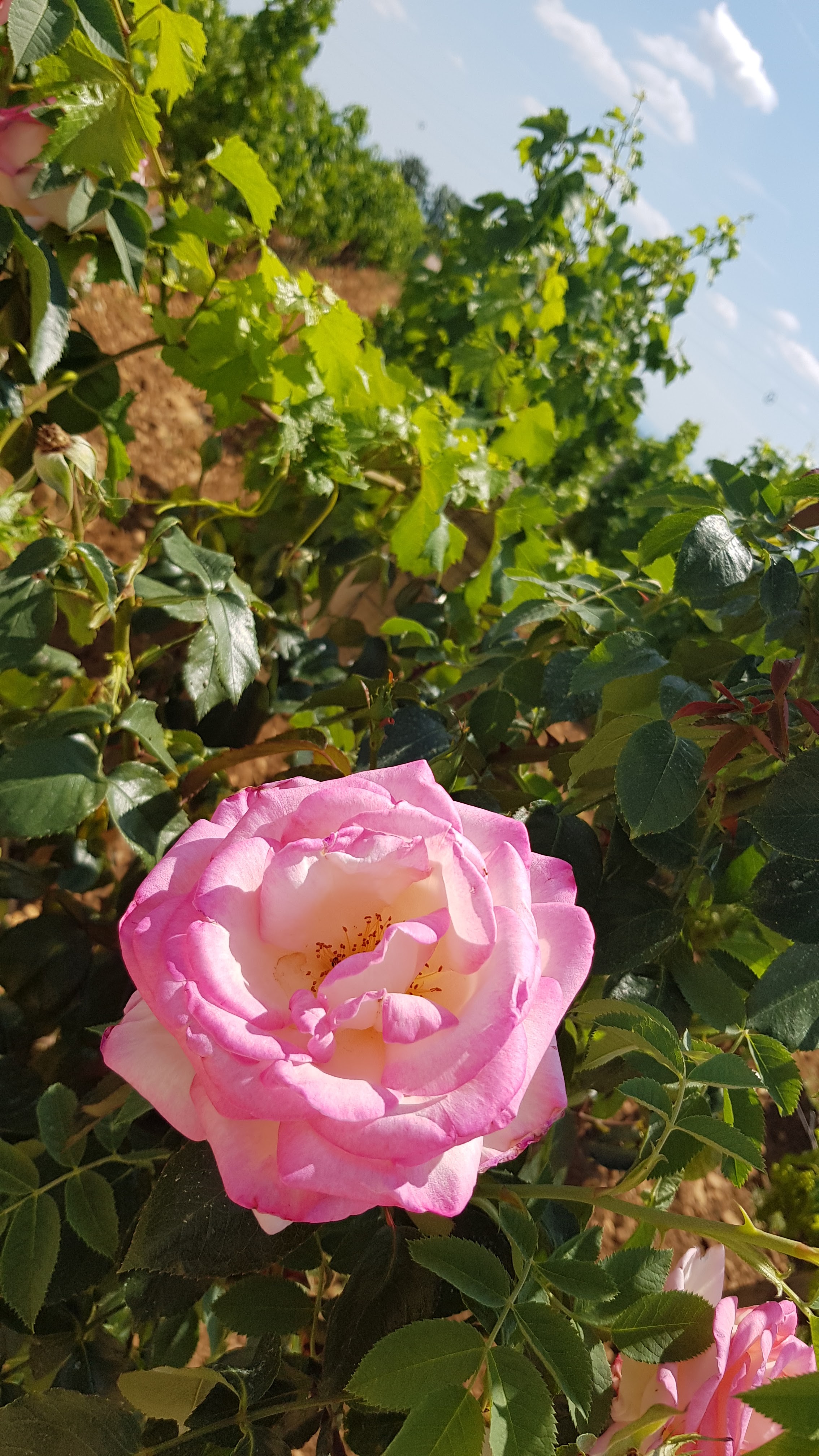 Photo n° 3 de l'avis de Aurelie.a fait le 27/06/2020 à 10:41