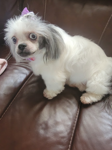 Pet Groomer «Furry Tails Pet Grooming», reviews and photos, 865 Cypress Pkwy, Poinciana, FL 34759, USA