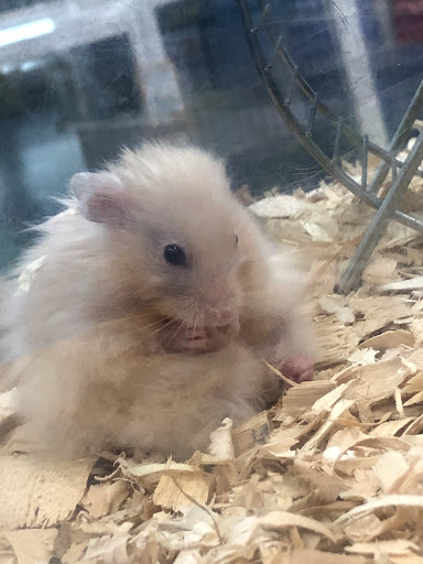 Pet Supply Store «Pet Supermarket», reviews and photos, 1080 Alafaya Trail, Oviedo, FL 32765, USA