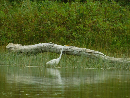 National Reserve «Montezuma National Wildlife Refuge», reviews and photos, 3395 US-20, Seneca Falls, NY 13148, USA