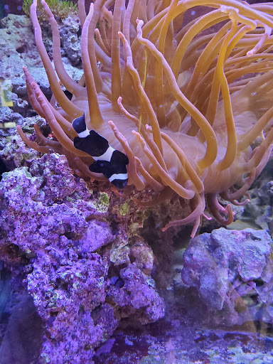 Tropical Fish Store «Marine Oasis», reviews and photos, 5340 W Ridge Rd, Spencerport, NY 14559, USA