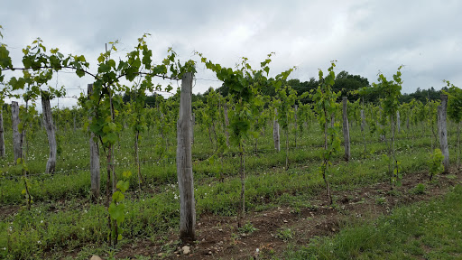 Vineyard «Black Birch Vineyard/ Black Birch Winery», reviews and photos, 108-109 Straits Rd, Hatfield, MA 01066, USA