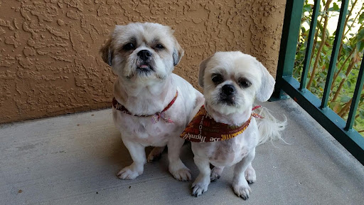 Pet Groomer «ITIG Happy Dog Wash», reviews and photos, 6465 S Chickasaw Trail, Orlando, FL 32829, USA