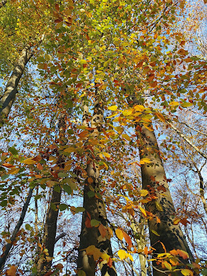 Bois de la Cavée des Meuniers à Bailleval
