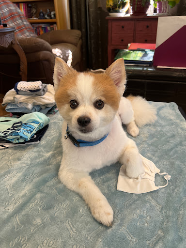 Pet Groomer «Shear Elegance Pet Boutique», reviews and photos, 918 John Marshall Hwy, Front Royal, VA 22630, USA