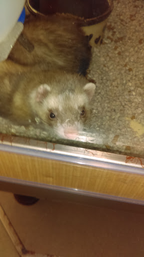 Pet Supply Store «Petco Animal Supplies», reviews and photos, 298 Spring Creek Drive, Franklin, TN 37067, USA