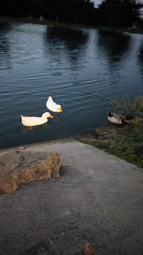 Park «Carl Knox, Jr. Park», reviews and photos, 1200 Susan Dr, Arlington, TX 76011, USA