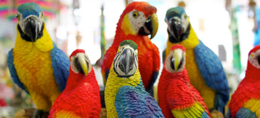 Pet Store «Parrots Of The World Aquarium and Pet Center», reviews and photos, 316 Sunrise Hwy #1, Rockville Centre, NY 11570, USA