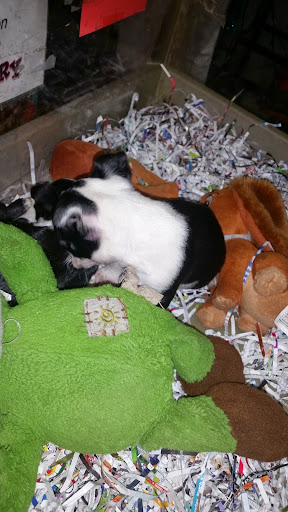 Pet Store «Leapin Lizards Pet Shop», reviews and photos, 2165 Pace St, Covington, GA 30014, USA