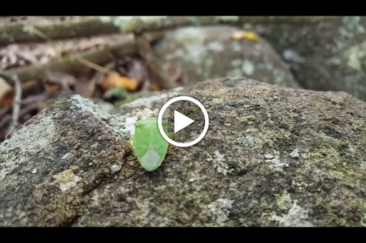 State Park «West Rock Ridge State Park», reviews and photos, 1134 Wintergreen Ave, New Haven, CT 06514, USA