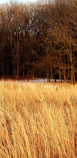 Nature Preserve «Arthur L. Janura Forest Preserve», reviews and photos, IL-58, Elgin, IL 60120, USA
