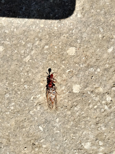 Park «Medina River Natural Area», reviews and photos, 15890 Highway 16 South, San Antonio, TX 78264, USA