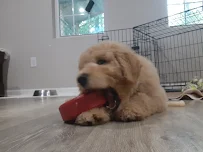 Best Paws Forward - Car repair in , Concord - Rated 0.0/5