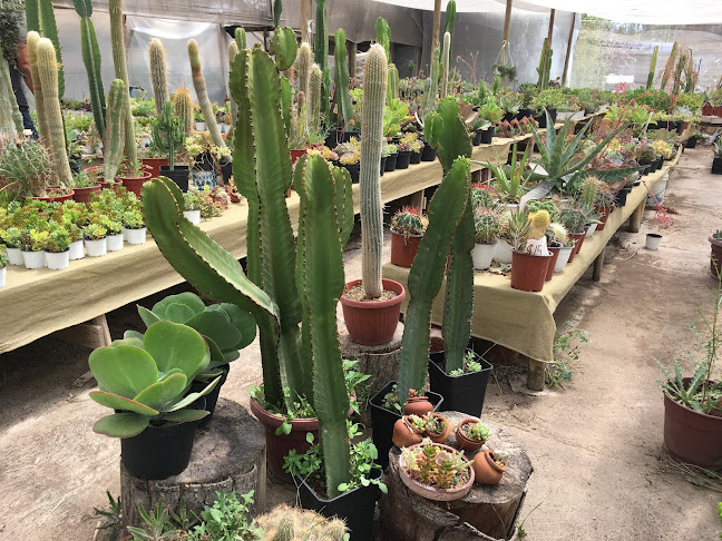 Opiniones de Cactus valencia en Paine - Centro de jardinería