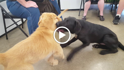 Pet Supply Store «Petco Animal Supplies», reviews and photos, 3454 Palmer Dr #7a, Cameron Park, CA 95682, USA