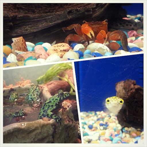 Pet Store «Katie’s PET DEPOT®», reviews and photos, 1941 Foothill Blvd, La Verne, CA 91750, USA