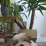 Photo n° 2 de l'avis de Cindy.h fait le 25/05/2022 à 13:26 pour Sineux Bernard à Passais-Villages