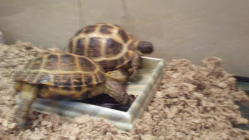 Pet Store «Pet Paradise», reviews and photos, 35535 Euclid Ave # 10, Willoughby, OH 44094, USA