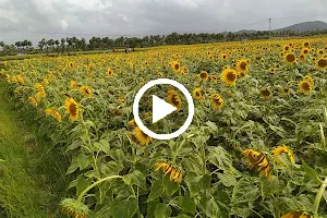 Sunflower garden image