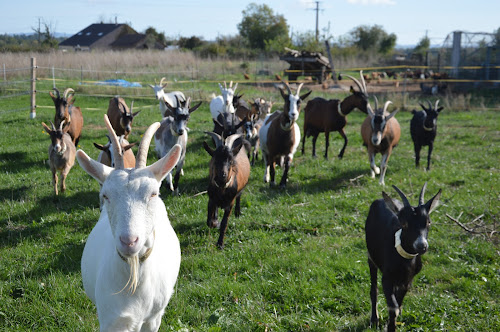 attractions La Ferme de L'Usclade Maleville