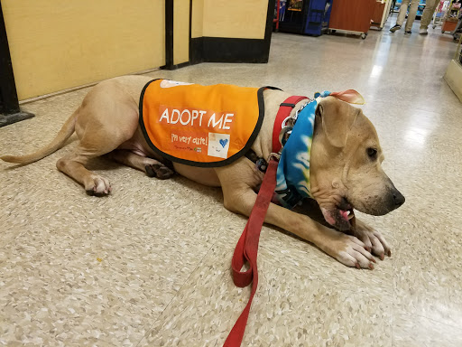 Pet Supply Store «PetSmart», reviews and photos, 2101 Elmwood Ave, Buffalo, NY 14207, USA