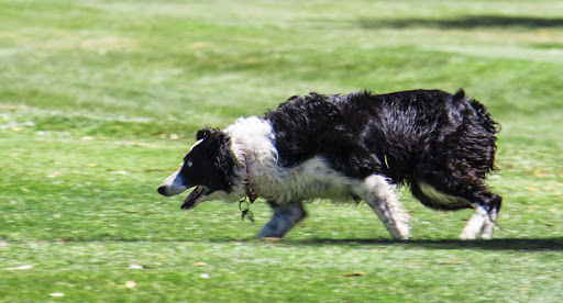 Public Golf Course «Peacock Gap Golf Club», reviews and photos, 333 Biscayne Dr, San Rafael, CA 94901, USA