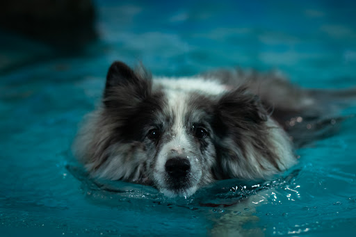 Kleintier-Rehazentrum / Physio-und Schwimmtherapie für Hund und Katze