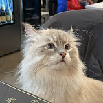 Photo n°1 de l'avis de laura.e fait le 16/04/2023 à 18:26 sur le  Dr. Cat - Pet Lounge Bistrot à Brescia