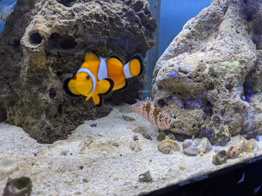 Pet Store «Fish Aquariums & Stuff», reviews and photos, 6112 W Fairview Ave, Boise, ID 83704, USA