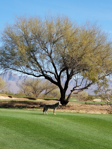 Golf Course «Talking Stick Golf Club», reviews and photos, 9998 E Indian Bend Rd, Scottsdale, AZ 85256, USA
