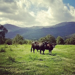 Photo n°55 de La Ferme du Mont Capell - El Restaurant à Saint-Laurent-de-Cerdans ()