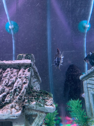 Pet Store «Southside Pet Shop», reviews and photos, 7031 Southside Dr, Louisville, KY 40214, USA