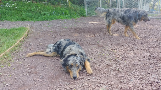 Dog Trainer «Awesome Dawgs Dog Training LLC», reviews and photos, 3052 Pricetown Rd, Temple, PA 19560, USA