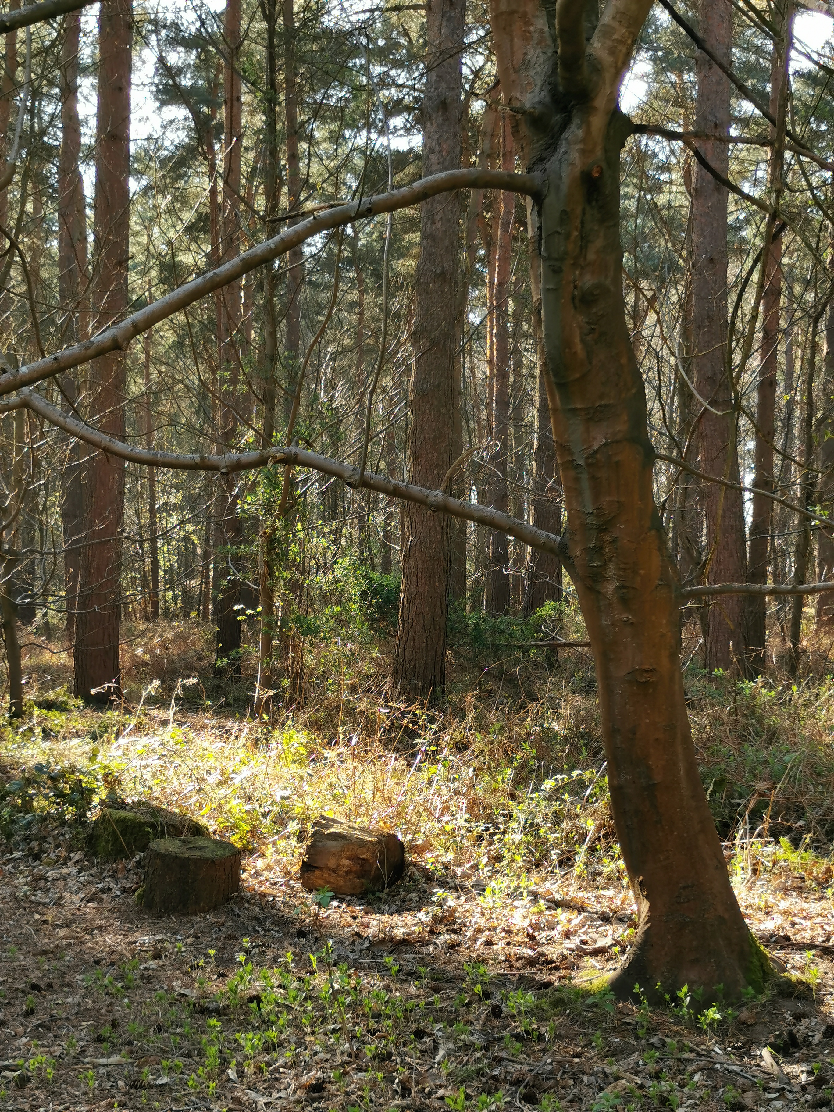 Harlestone Firs Forest Walk - 9