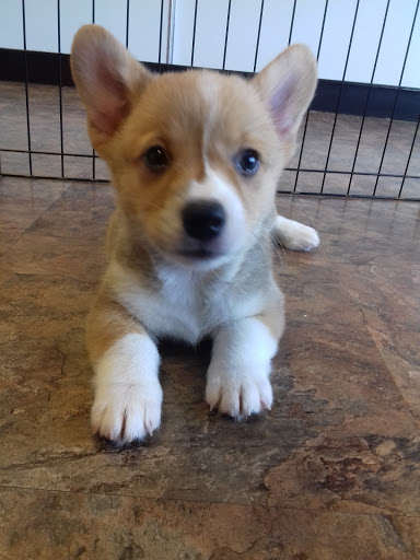 Pet Supply Store «Just Pets», reviews and photos, 8874 Maximus Dr, Lone Tree, CO 80124, USA