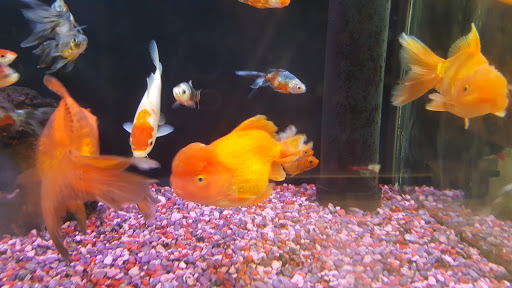 Pet Supply Store «Petco Animal Supplies», reviews and photos, 859 Kings Creek Dr, Tupelo, MS 38804, USA