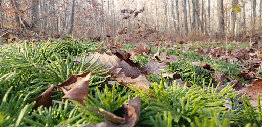 Nature Preserve «Sadsbury Woods Preserve», reviews and photos, Ramblewood Dr & Northwood Dr, Coatesville, PA 19320, USA